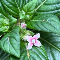 Knoxia platycarpa var. hirsuta (Arn.) Thwaites